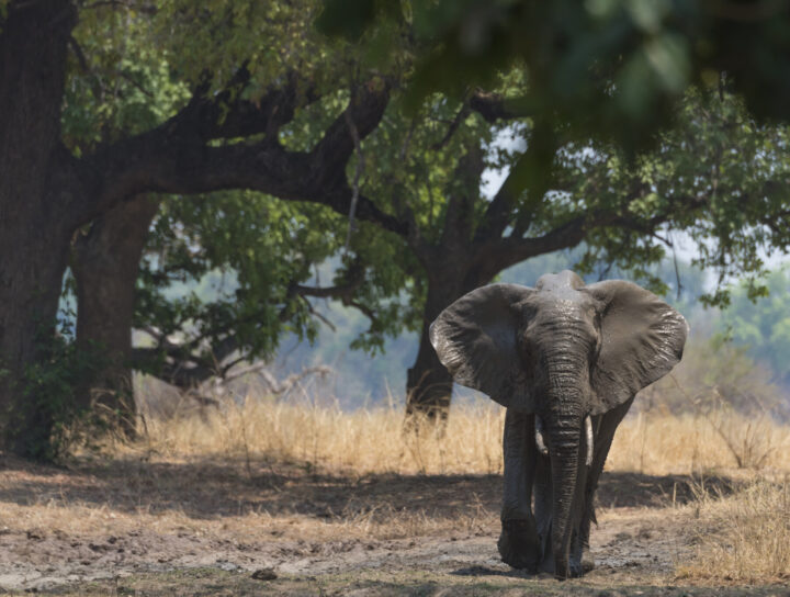 Chris Breen | Drone Shooting in Zambia