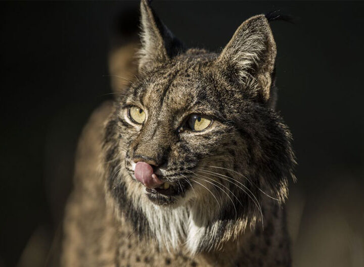 On the Trail of Iberian Lynx image